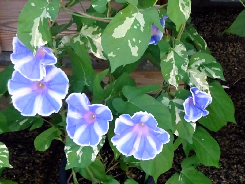 Large morning glories 'Youjiro Tairin Fuji no sora'