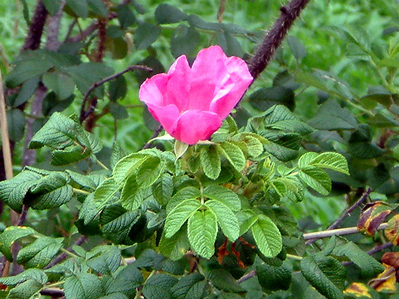 Rosa rugosa