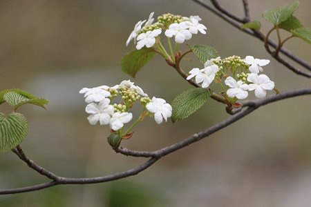 Viburnum furcatum