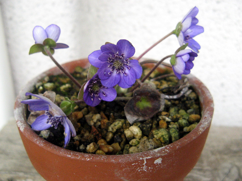 三角草 Anemone Hepatica 科技研花图画书