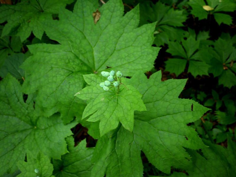 Diphylleia grayi