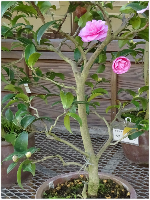 C. sasanqua 'Otome sazanka'