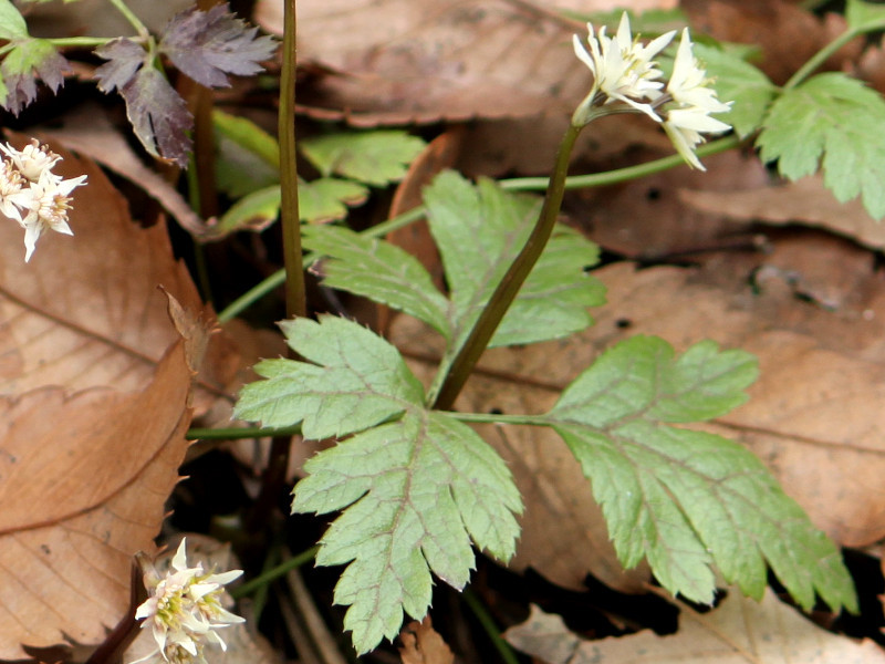 Coptis anemonifolia