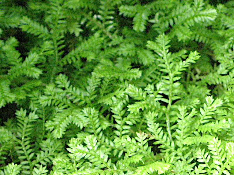 Selaginella remotifolia