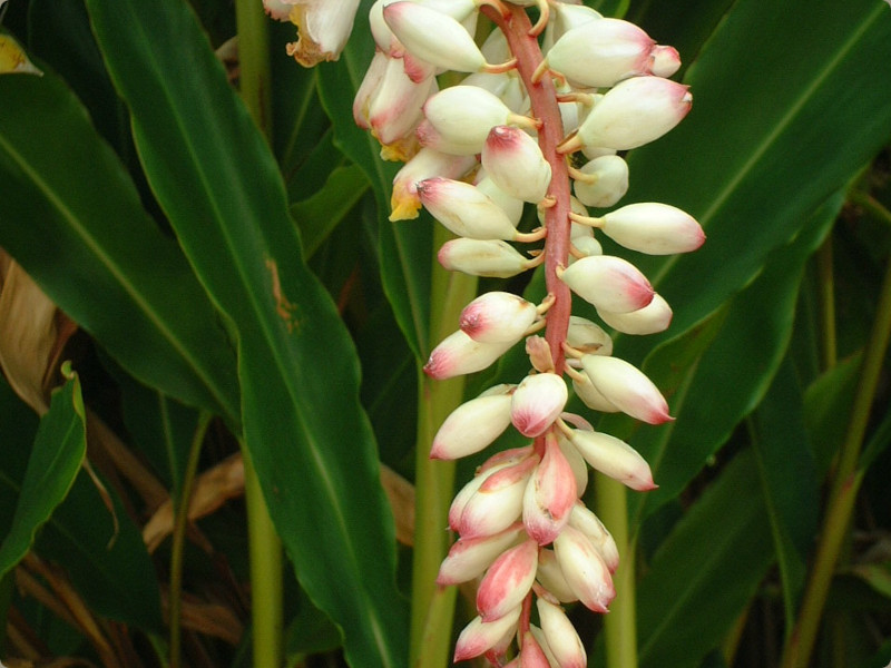 Alpinia zerumbet