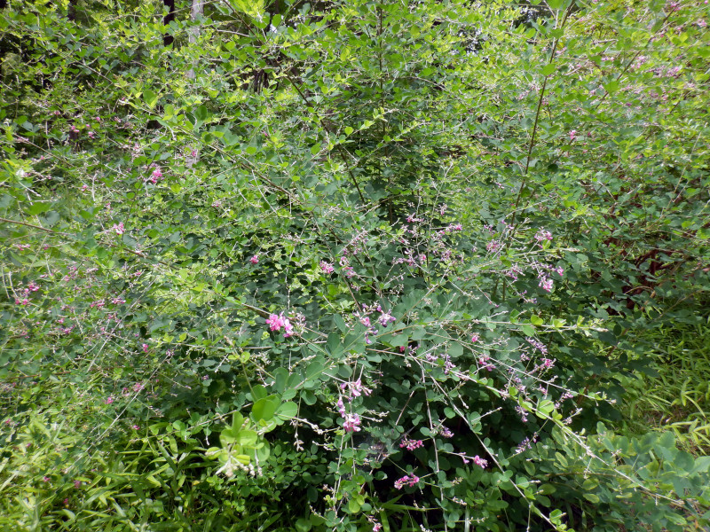  Lespedeza bicolor