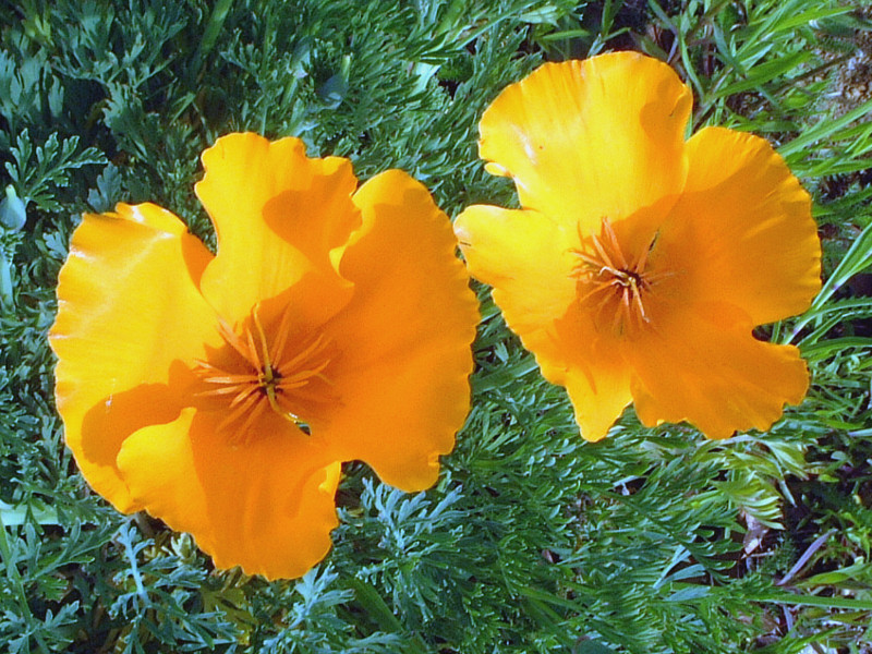 ハナビシソウ Eschscholtzia Californica かぎけん花図鑑