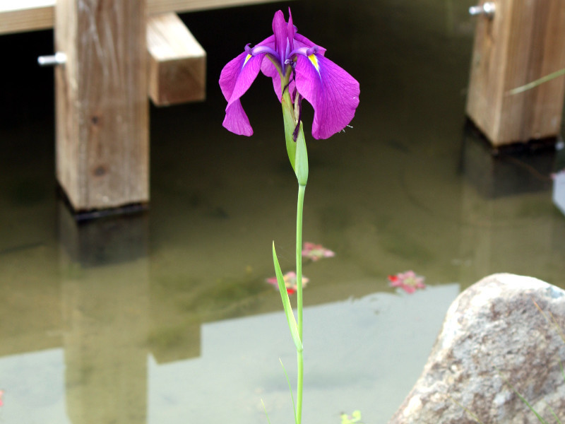 野生鸢尾