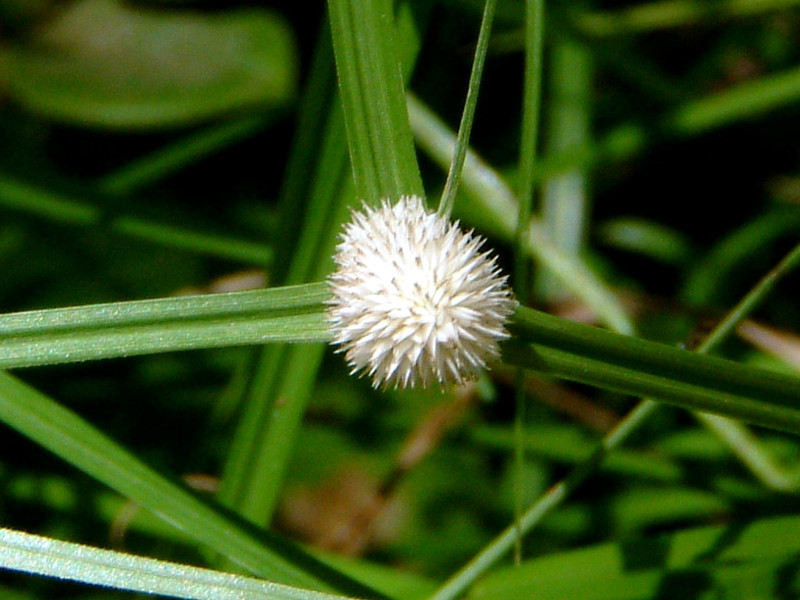 Kyllinga nemoralis