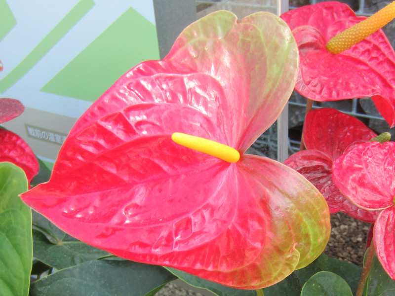 Anthurium