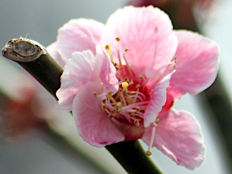 Prunus mume 'Shusataikaku'