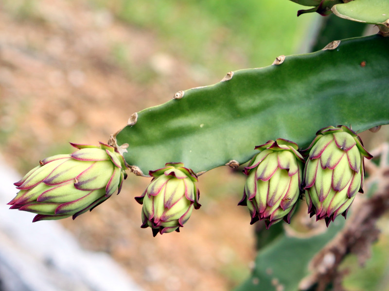 サンカクサボテン Hylocereus Undatus かぎけん花図鑑