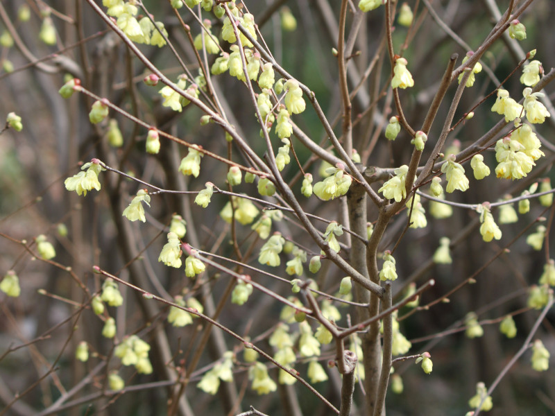 ヒュウガミズキ Corylopsis Pauciflora かぎけん花図鑑