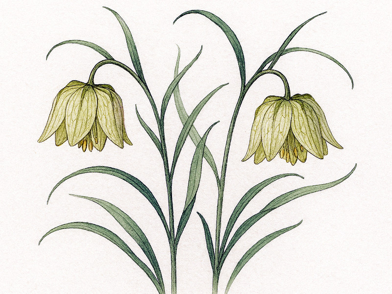Fritillaria