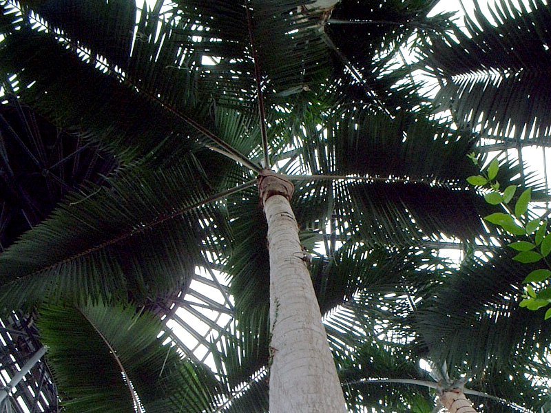 King palm