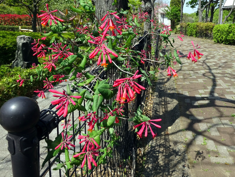 ツキヌキニンドウ Lonicera Sempervirens かぎけん花図鑑