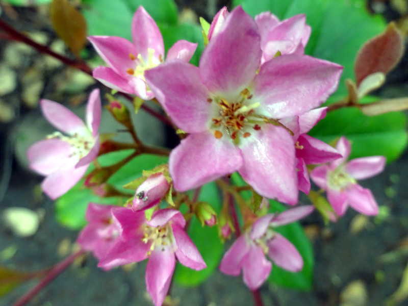  Rhaphiolepis umbellata