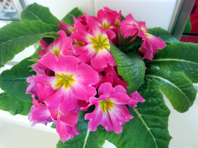 Primula