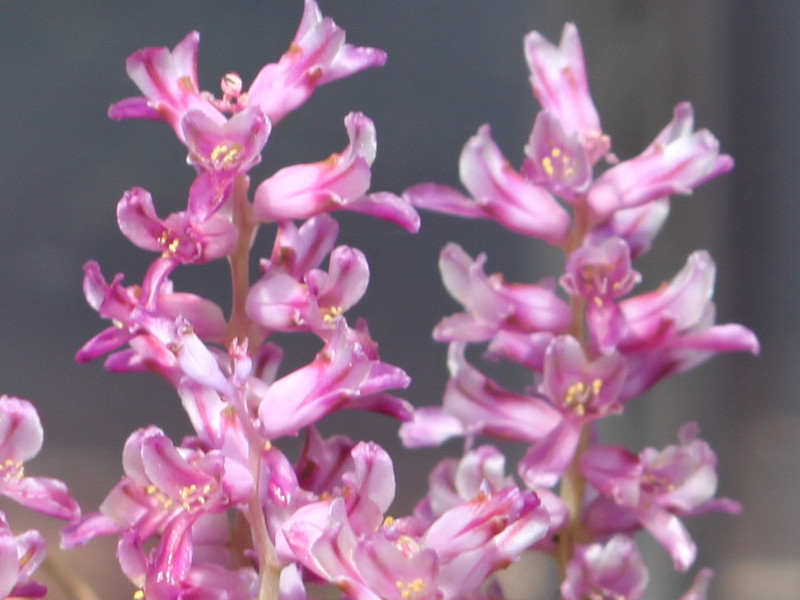 Lachenalia namaquensis