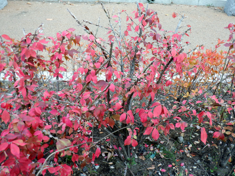 Euonymus hamiltonianus