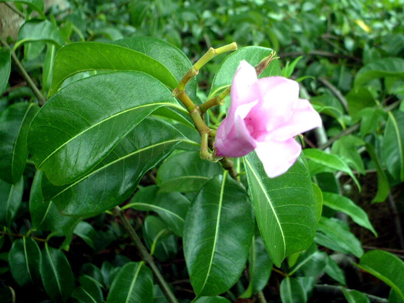 橡膠紫茉莉