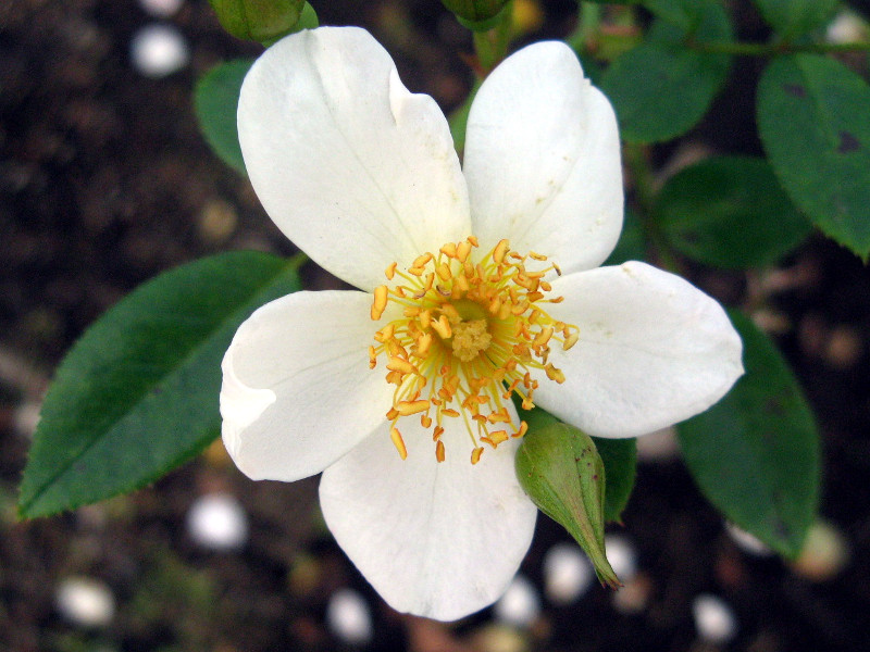 Anemone japonica