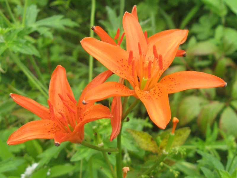 ヒメユリ Lilium Concolor かぎけん花図鑑