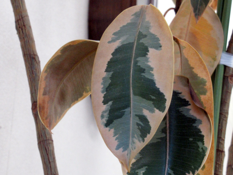 Ficus elastica 'Tineke'