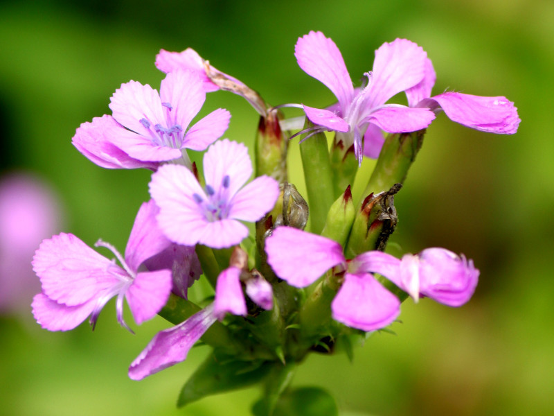 ハマナデシコ Dianthus Japonicus かぎけん花図鑑