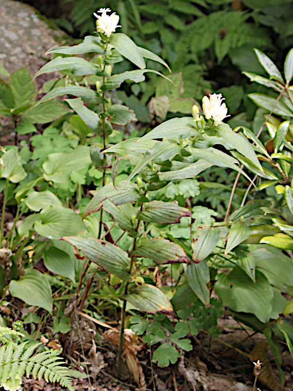 日本白花油点草