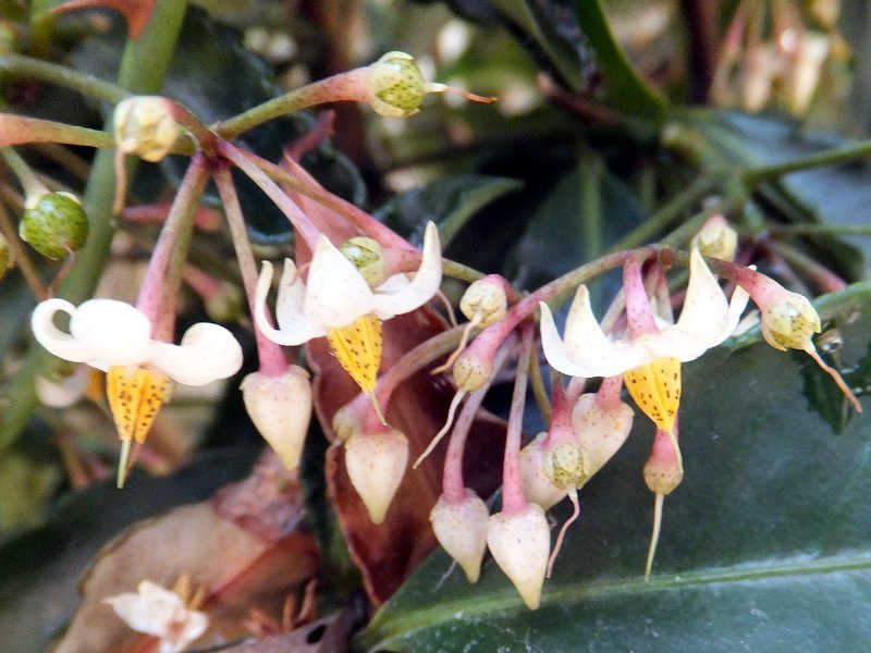 Ardisia crenata