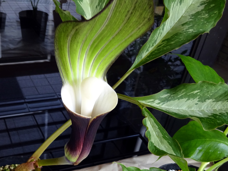 ユキモチソウ Arisaema Sikokianum かぎけん花図鑑