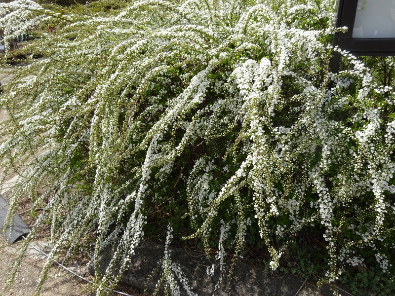 Spirea 'Baby's Breath