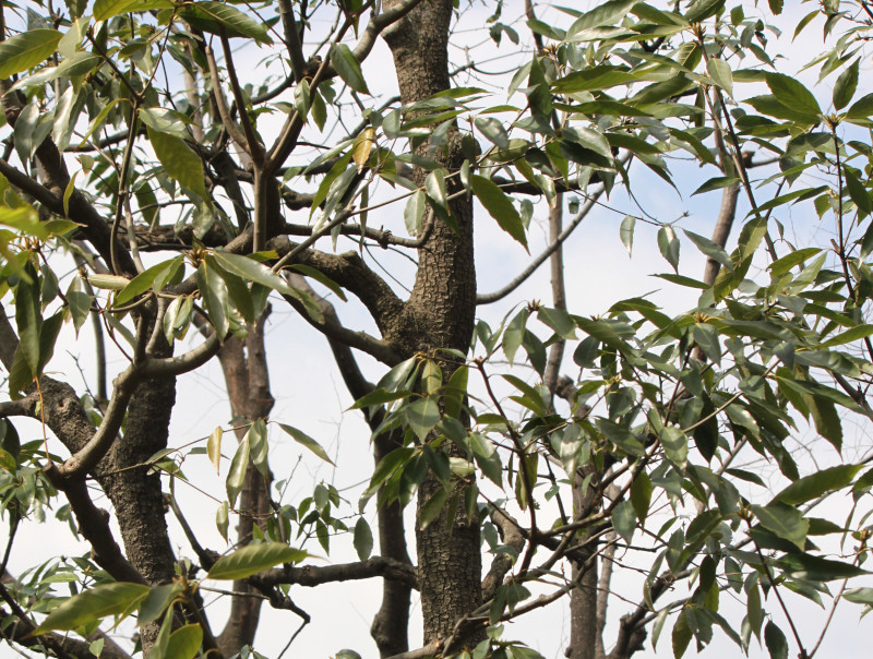 青剛櫟 Quercus Glauca 科技研花图画书