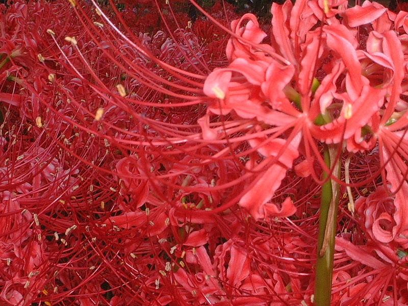 Lycoris