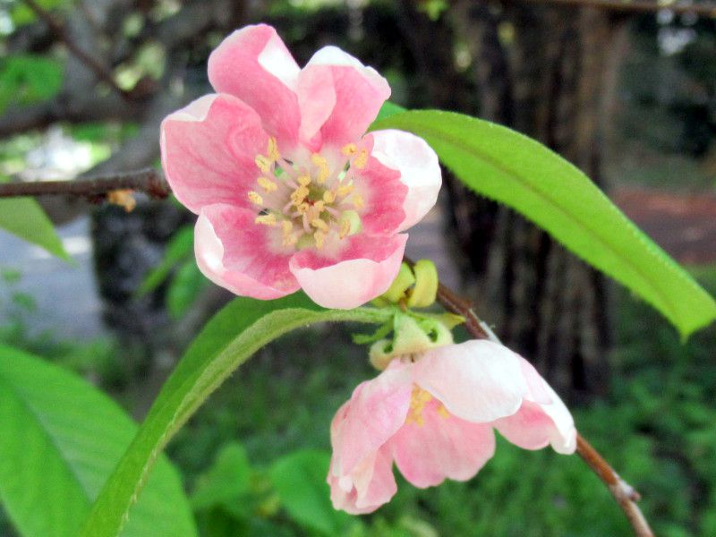 四月のピンクの花4　カリン（花梨）