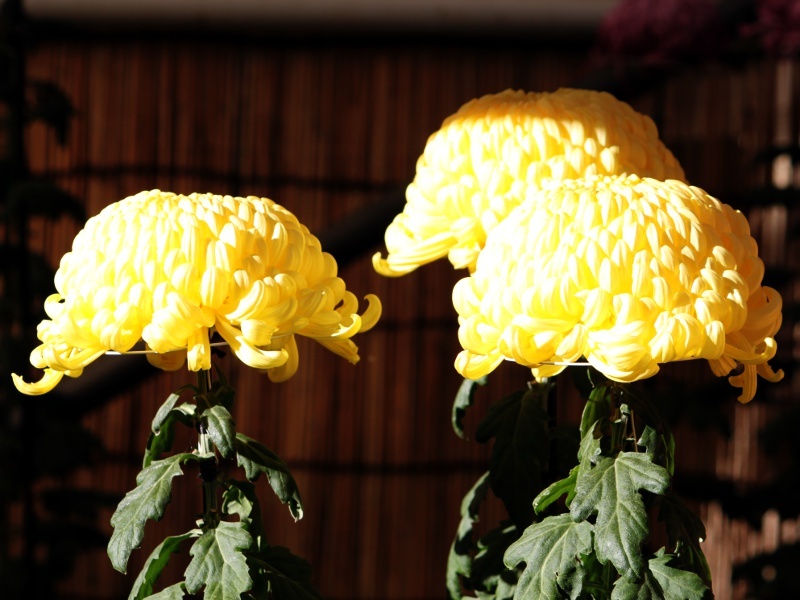 菊花　'新太平的銀峰'