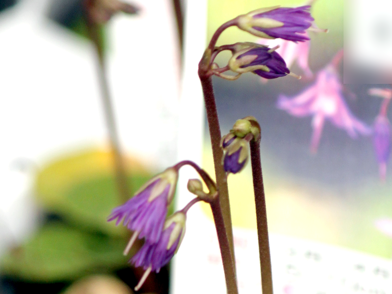 高山雪铃花 Soldanella Alpine 科技研花图画书