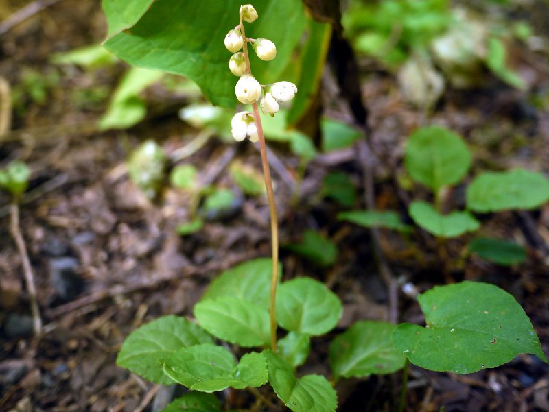 コバノイチヤクソウ Pyrola Alpina かぎけん花図鑑