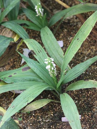 婆罗洲岛三蕊兰