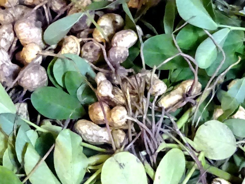 Peanut (Arachis hypogaea) Flower, Leaf, Care, Uses - PictureThis