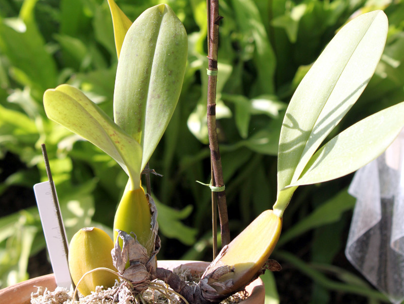 Bulbophyllum maximum