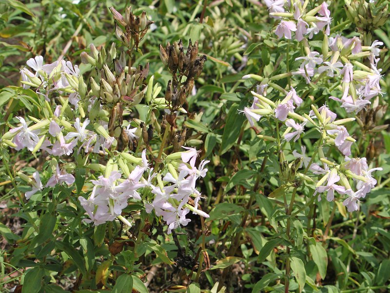 Saponaria officinalis