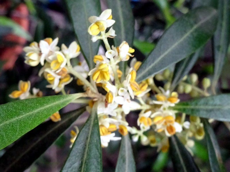 オリーブ Olea Europaea かぎけん花図鑑