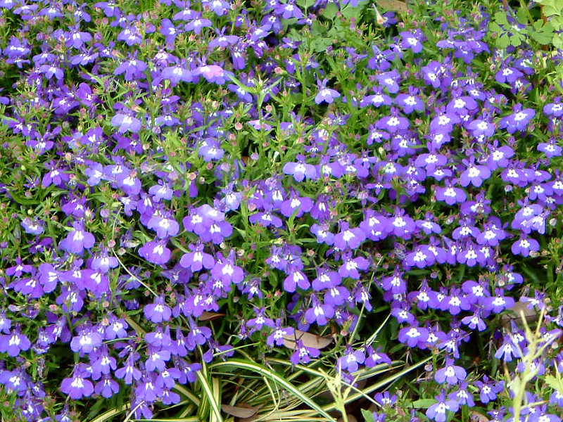 ロベリア Lobelia Erinus かぎけん花図鑑