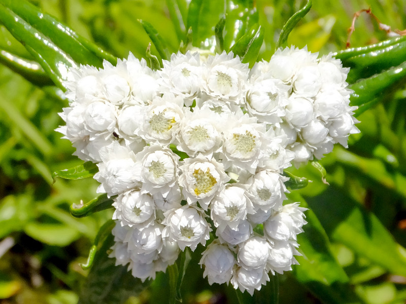 Anahalis margaritacea