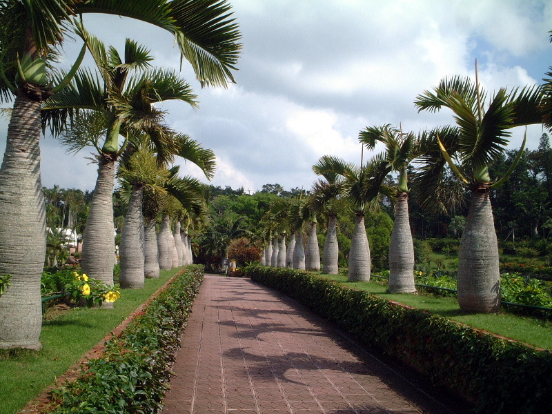 bottle Palm