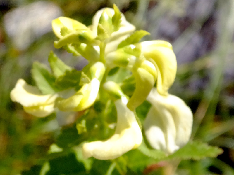 Pedicularis yezoensi