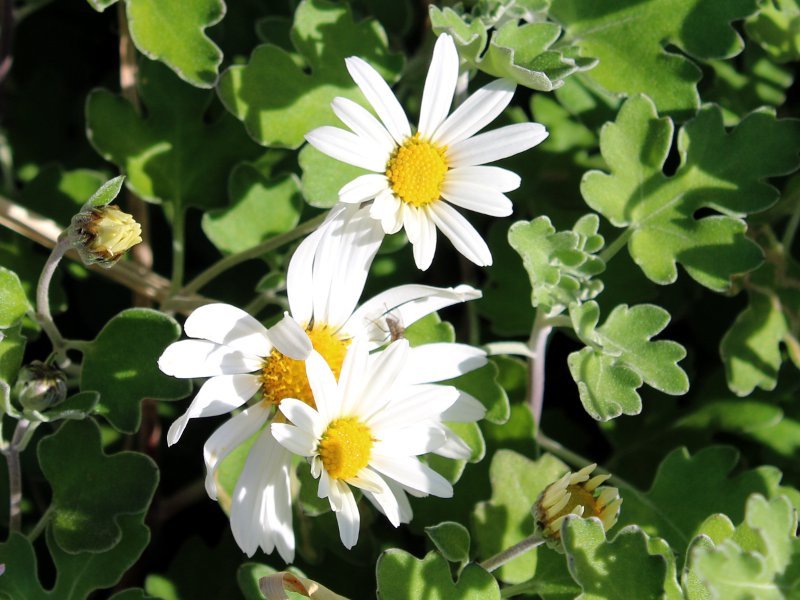 アシズリノジギク | Chrysanthemum japonense var. ashizuriense | か