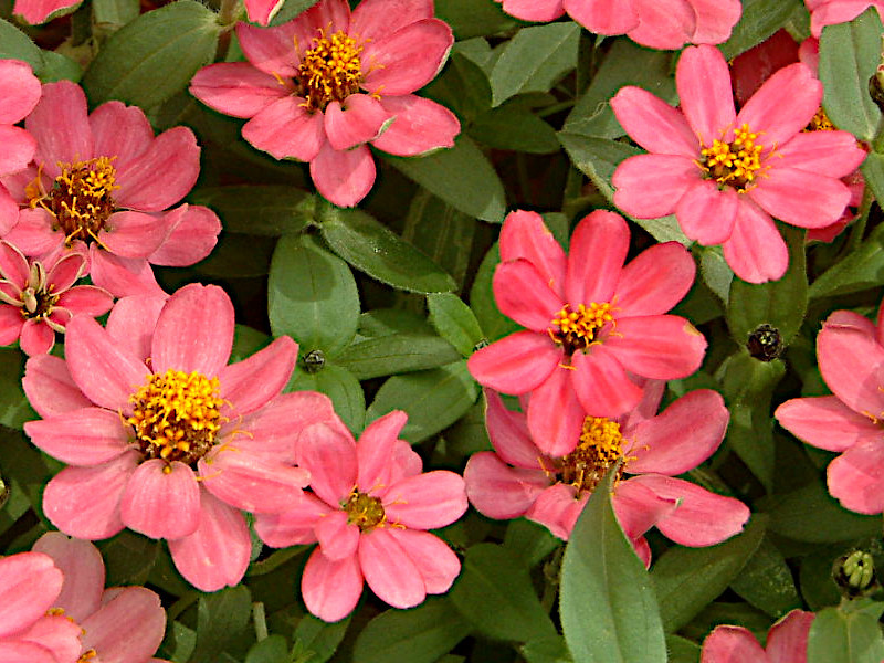 Zinnia linearis